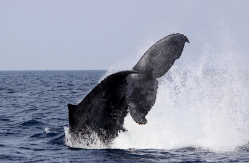 『サイエンスカフェ「なぜ、ザトウクジラは播磨灘に来たのか？」』 神戸市須磨区