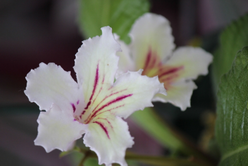 秋に咲く可憐な花『ストレプトカーパス展』開催　オリジナル品種の即売会も　加西市