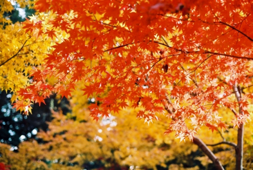 『秋の六甲山系観察会 色鮮やかな紅葉を愛でる』参加者募集　神戸市北区