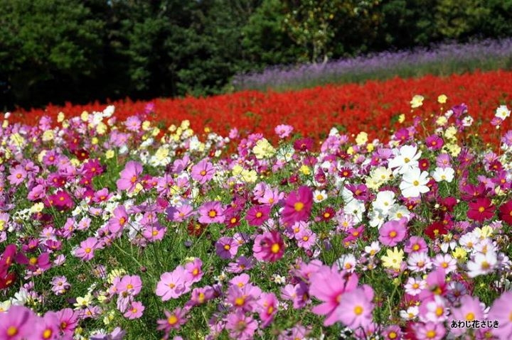 あわじ花さじきでコスモスが見ごろ　花摘みイベントも実施　淡路市　 [画像]