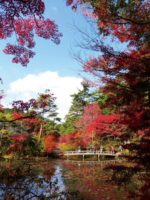 『世界の森のもみじ巡り 森林もみじ散策』神戸市立森林植物園