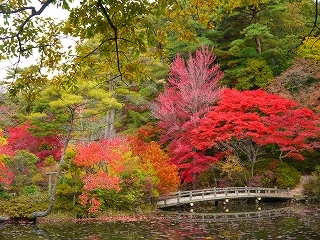 神戸市立森林植物園で紅葉が見ごろ　神戸市北区 [画像]