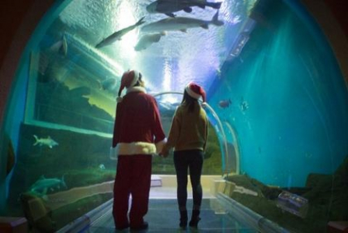 須磨海浜水族園でクリスマスイベント開催　神戸市須磨区