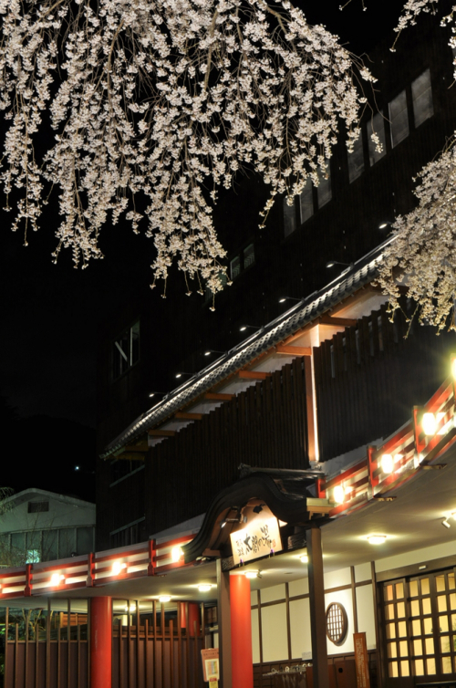 桜ライトアップ『太閤花灯路』　神戸市北区