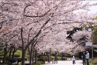 神戸総合運動公園『お花見ウォーク』 [画像]