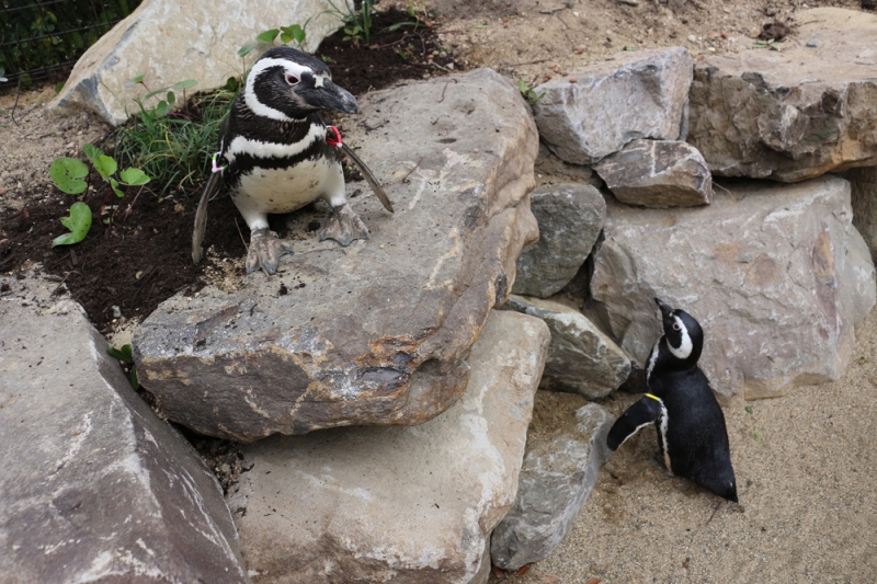 須磨海浜水族園「ペンギン館屋外広場」リニューアルオープン [画像]