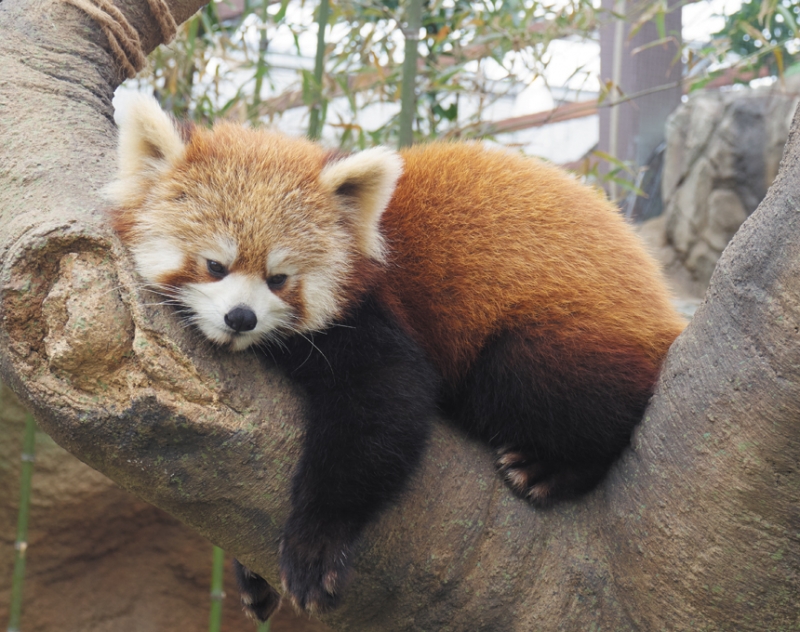 枝の根でのんびりとするレッサーパンダ