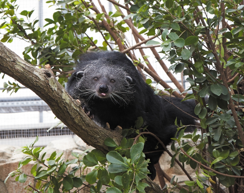 ジャコウネコ科のビントロング