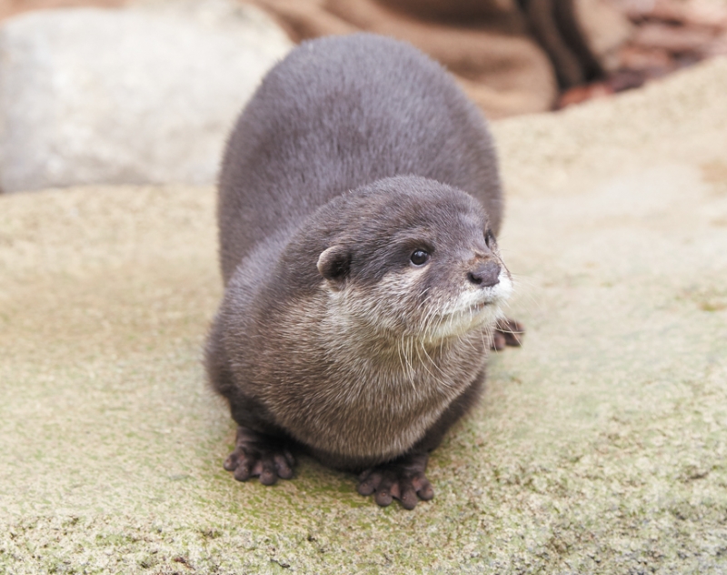 オスのコツメカワウソ ユウヒ