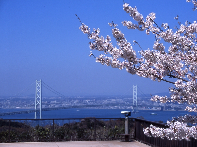 県立淡路島公園『桜まつり』　淡路市 [画像]