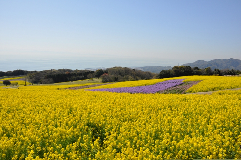 あわじ花さじき『菜の花まつり』　淡路市 [画像]