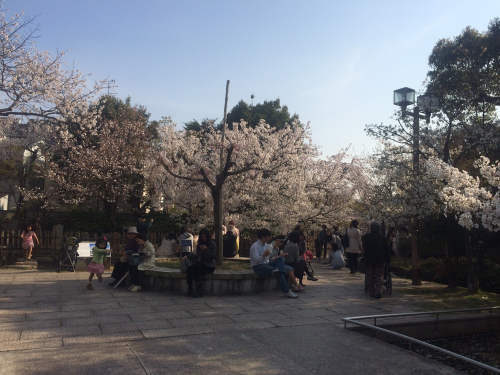 岡本南公園『観桜会』　神戸市東灘区