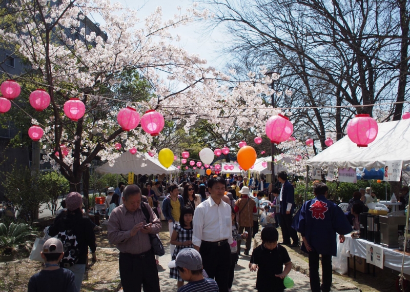 『第23回なだ桜まつり』　神戸市灘区 [画像]
