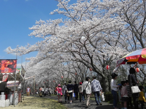 播磨中央公園・桜の園『さくらまつり』　加東市