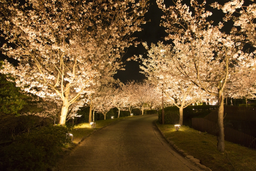 須磨浦公園一帯『敦盛桜2016』　神戸市須磨区