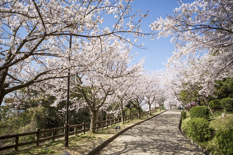 須磨浦公園一帯『敦盛桜2016』　神戸市須磨区 [画像]