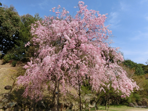 須磨離宮公園『スプリングフェスティバル2016』　神戸市須磨区