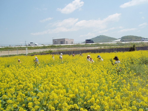 神出『菜の花まつり』参加者募集　神戸市西区