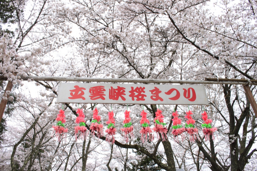 『立雲峡桜まつり』　朝来市