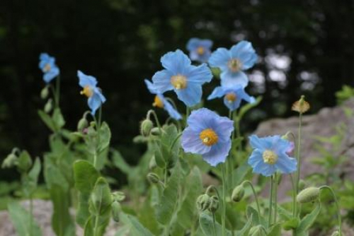 六甲高山植物園 特別企画『ヒマラヤの青いケシ～神秘の花の咲くところ～』