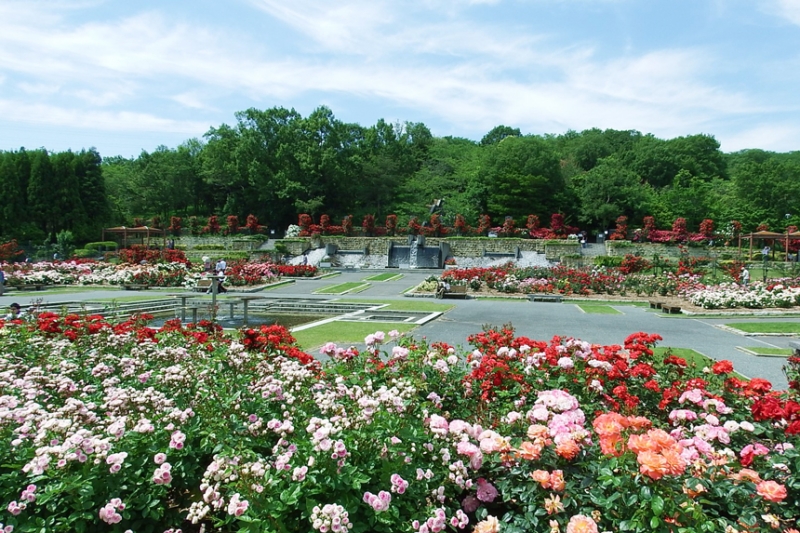 播磨中央公園『春のばらまつり』　加東市 [画像]