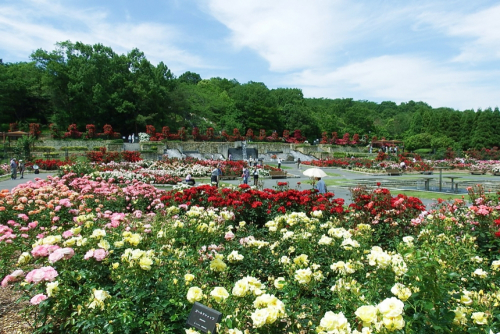 播磨中央公園『春のばらまつり』　加東市