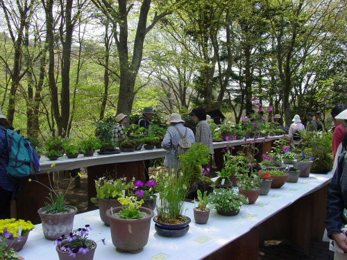 『初夏の高山植物展』　神戸市灘区