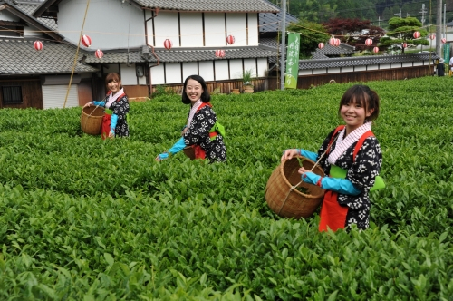 丹波の新茶をたっぷり味わう『大国寺と丹波茶まつり』篠山市