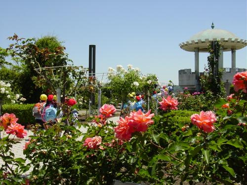 緑の相談所でバラが見ごろ　姫路市
