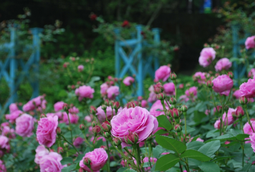 六甲山カンツリーハウス『バラの小径 ローズウオーク』　神戸市灘区
