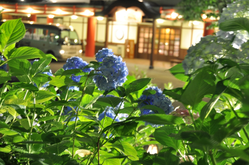 有馬温泉 太閤の湯『紫陽花ライトアップ』　神戸市北区