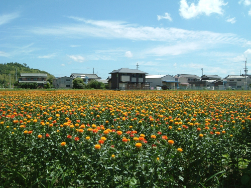 『うらべ紅花の郷事業』　たつの市