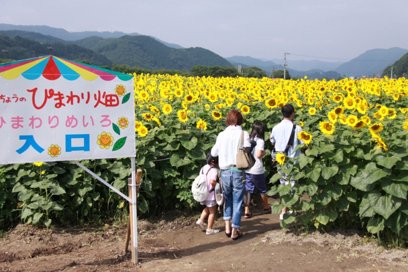 『佐用町南光ひまわり祭り』　佐用郡佐用町 [画像]