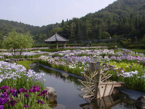 永沢寺花しょうぶ園で早咲きのハナショウブが見ごろ　三田市