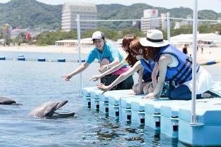 海でのイルカトレーナー体験（イメージ）