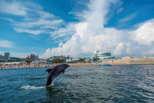 『須磨ドルフィンコーストプロジェクト2016』須磨海浜水族園