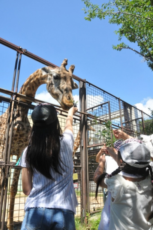王子動物園『第46回サマースクール』参加者募集