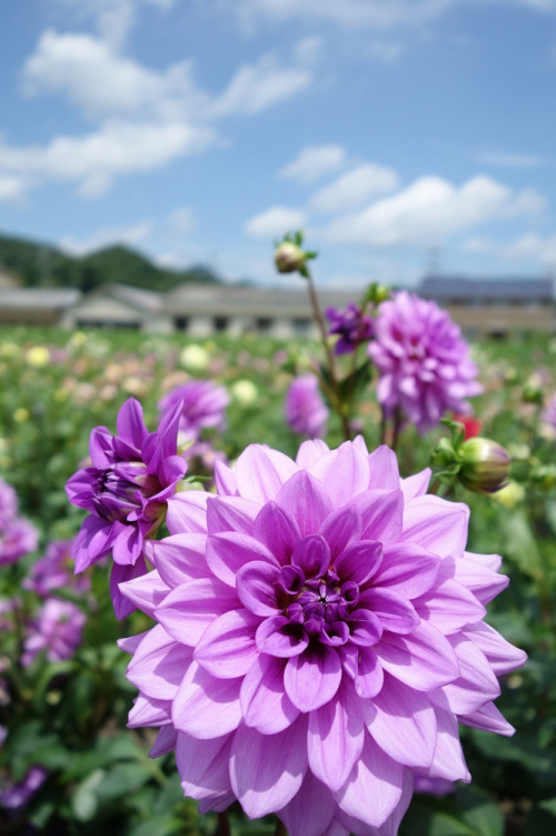 『宝塚ダリア園』夏の開園　宝塚市