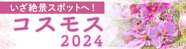 〈特集〉いざ絶景スポットへ！コスモス2024